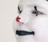 Picture of ProKNOWS Professional Clown Nose - Small Star (T-3)