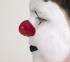 Picture of ProKNOWS Professional Clown Nose -  Medium Red Gloss Nose (E1)