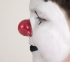 Picture of ProKNOWS Professional Clown Nose -  Large Red Gloss Nose (BS3)