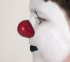 Picture of ProKNOWS Professional Clown Nose -  Medium Red Gloss Nose (O)